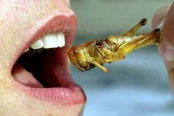 Insects the Answer to World Food Shortage Insects the Answer to World Food Shortage